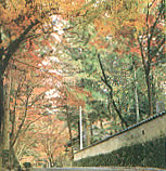佛通寺の紅葉
